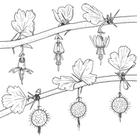 Forager