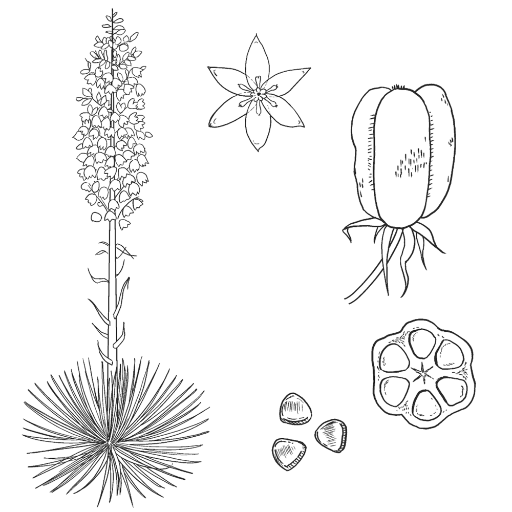 Forager