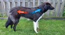 Kinesiology Taping for Dogs