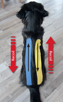 Kinesiology Taping for Dogs