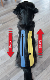 Kinesiology Taping for Dogs