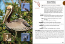 Birds of Florida Field Guide  (3rd Edition, Revised)