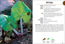 Wildflowers of Ohio Field Guide