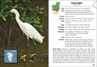 Birds of Louisiana & Mississippi Field Guide