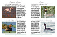 The Birds of Egypt and the Middle East