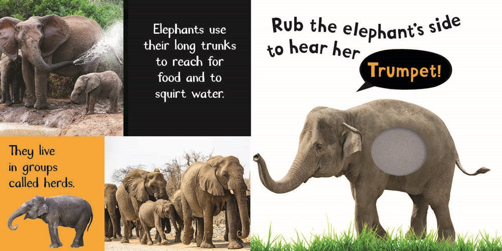 Noisy Animals: My First Touch and Feel Sound Book