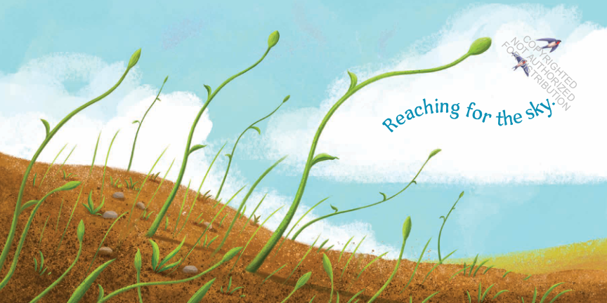 Wildflowers Grow
