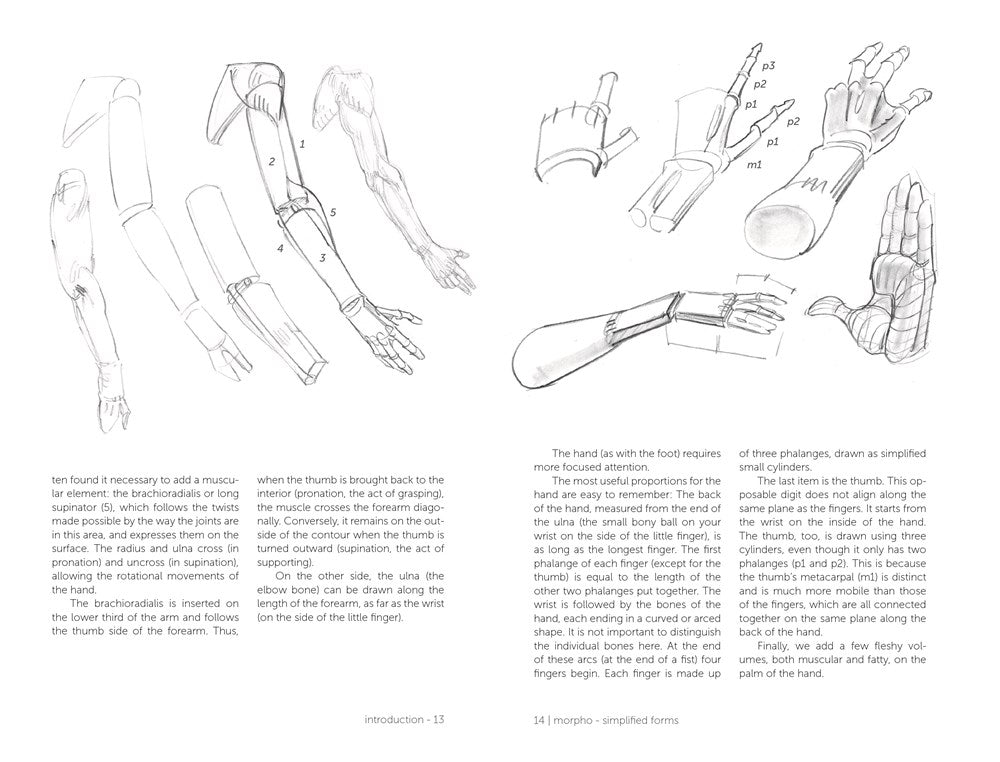 Morpho: Simplified Forms : Anatomy for Artists