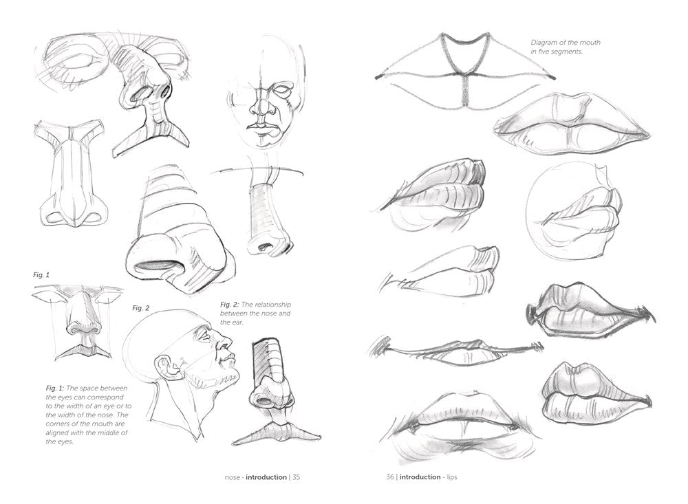 Morpho: Simplified Forms : Anatomy for Artists