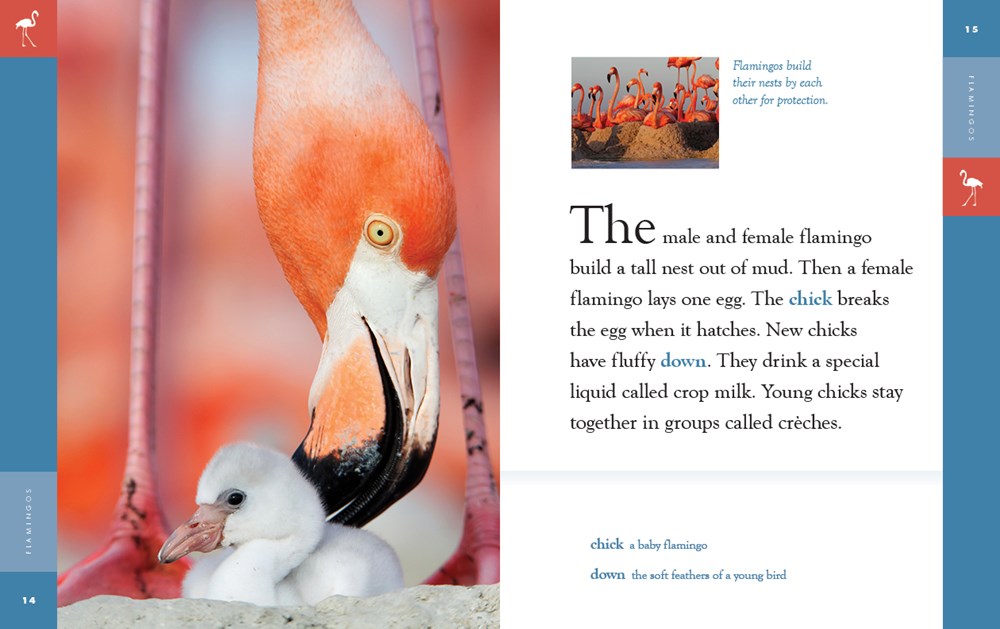 Flamingos