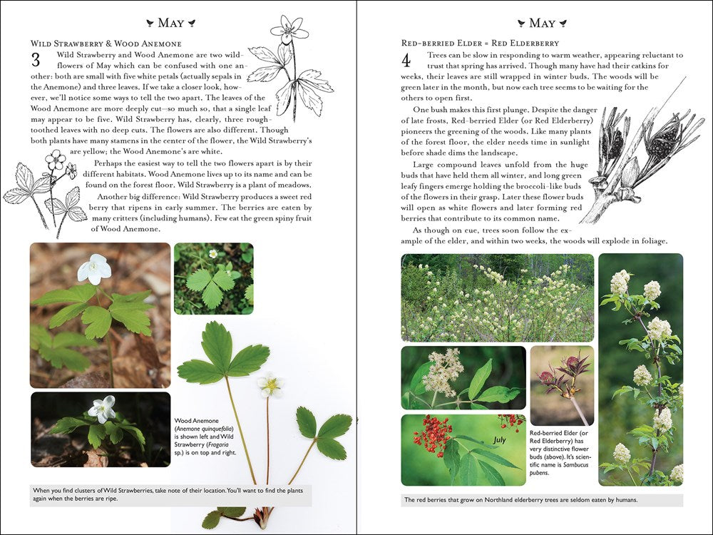 365 Days of Northern Nature