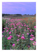 Small Farm, Big Dreams