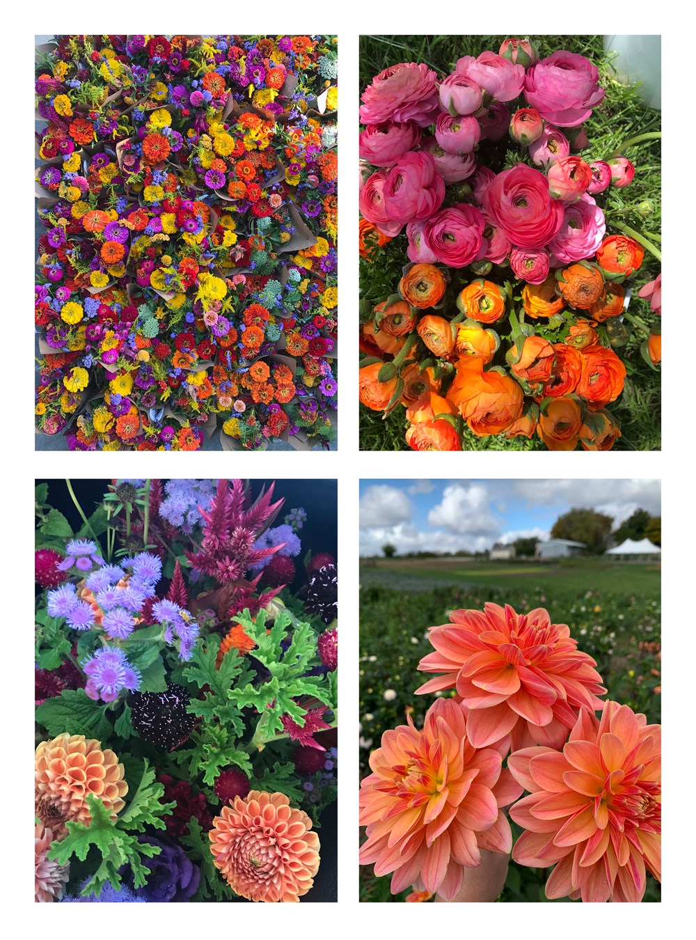 Small Farm, Big Dreams