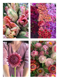 Small Farm, Big Dreams