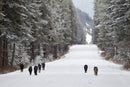 The Kootenay Wolves