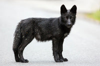 The Kootenay Wolves