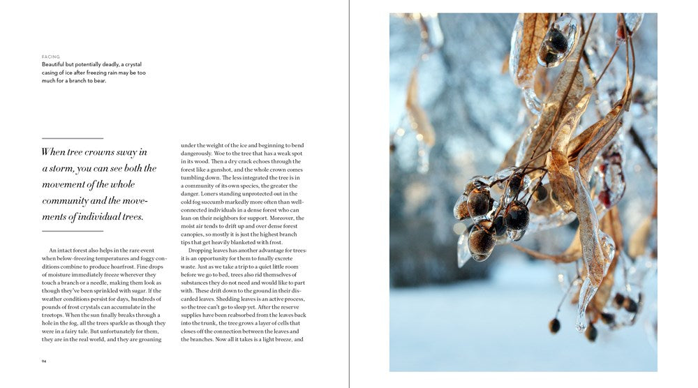 The Hidden Life of Trees: The Illustrated Edition