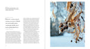 The Hidden Life of Trees: The Illustrated Edition