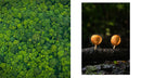 The Hidden Life of Trees: The Illustrated Edition