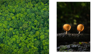 The Hidden Life of Trees: The Illustrated Edition