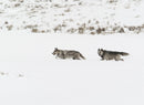 The Alpha Female Wolf