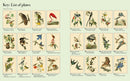 The Audubon Birds Coloring Book