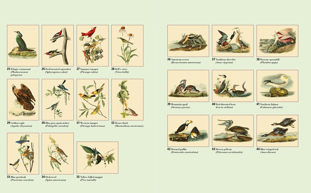 The Audubon Birds Coloring Book