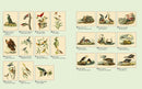 The Audubon Birds Coloring Book