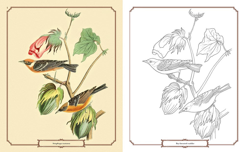 The Audubon Birds Coloring Book