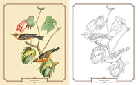 The Audubon Birds Coloring Book