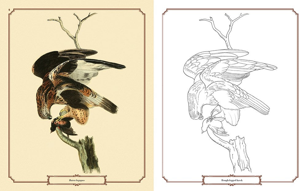The Audubon Birds Coloring Book