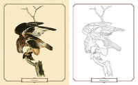 The Audubon Birds Coloring Book