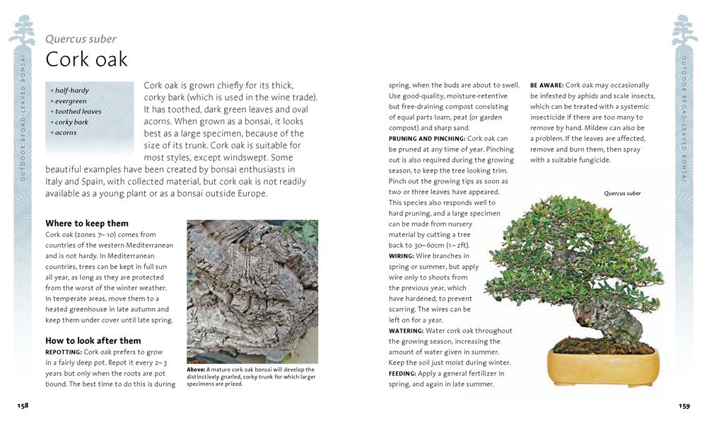 The Bonsai Beginner's Bible