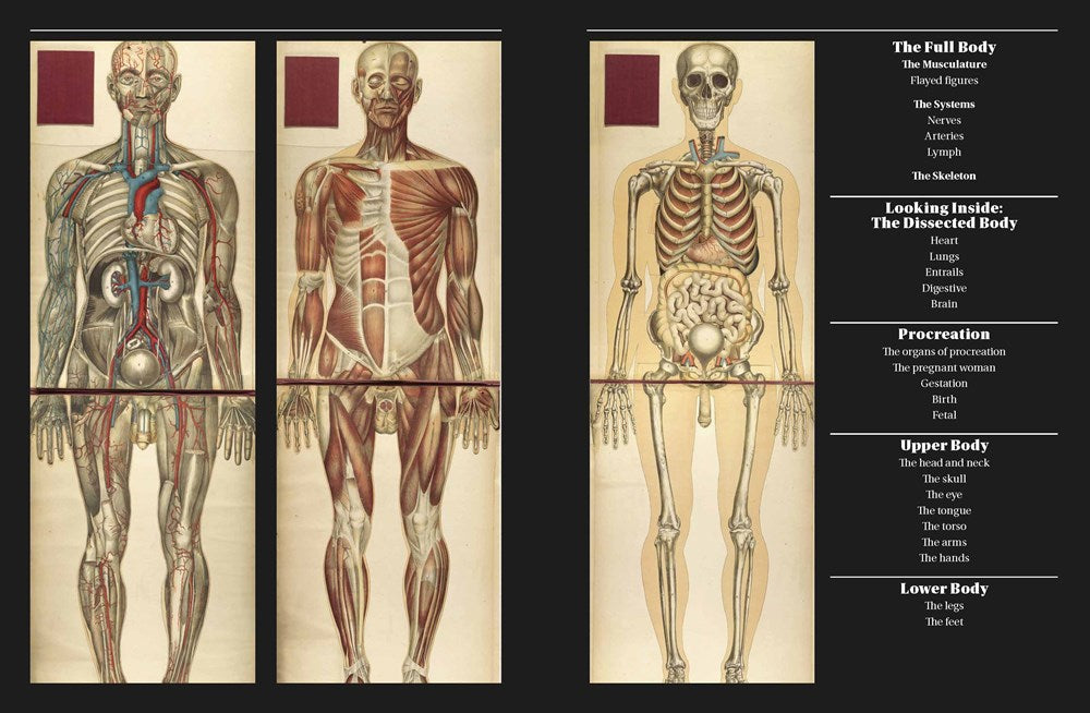 Anatomica
