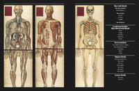 Anatomica