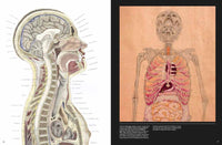 Anatomica