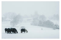Christmas at Highclere
