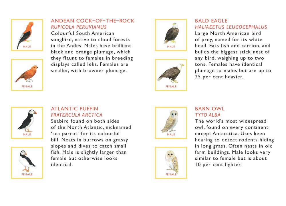 Match a Pair of Birds