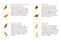 Match a Pair of Birds