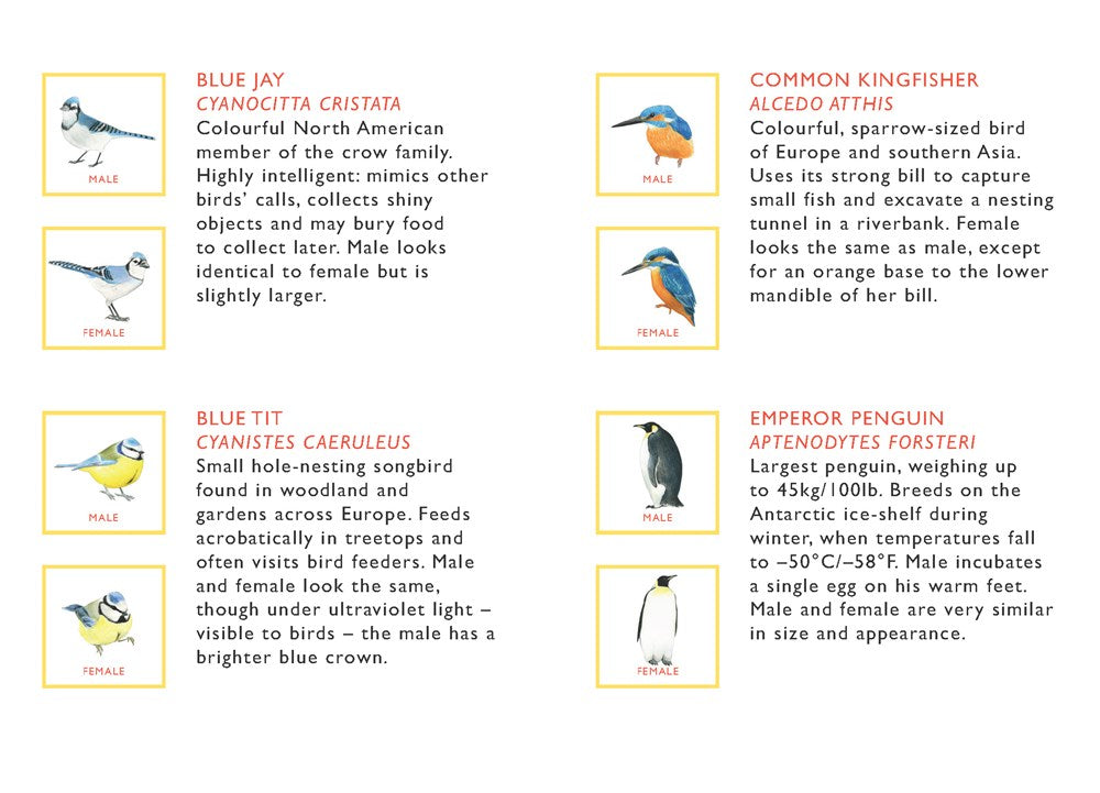 Match a Pair of Birds