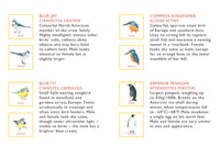 Match a Pair of Birds