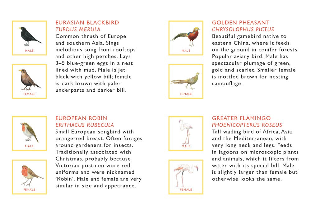 Match a Pair of Birds