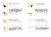 Match a Pair of Birds