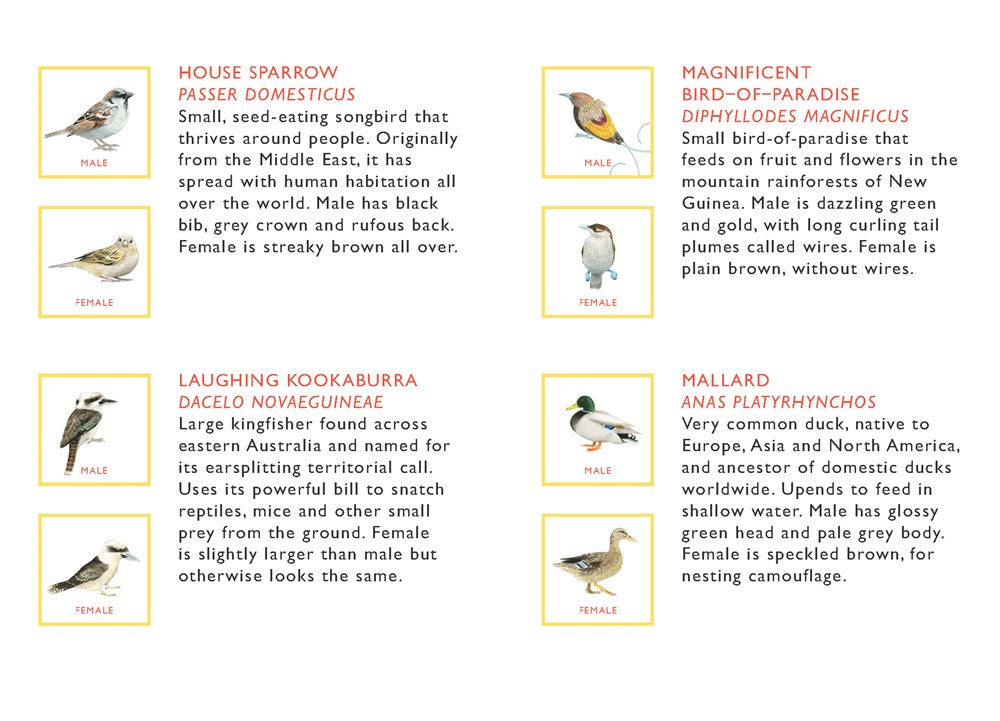 Match a Pair of Birds