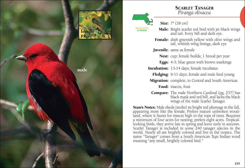 Birds of Massachusetts Field Guide