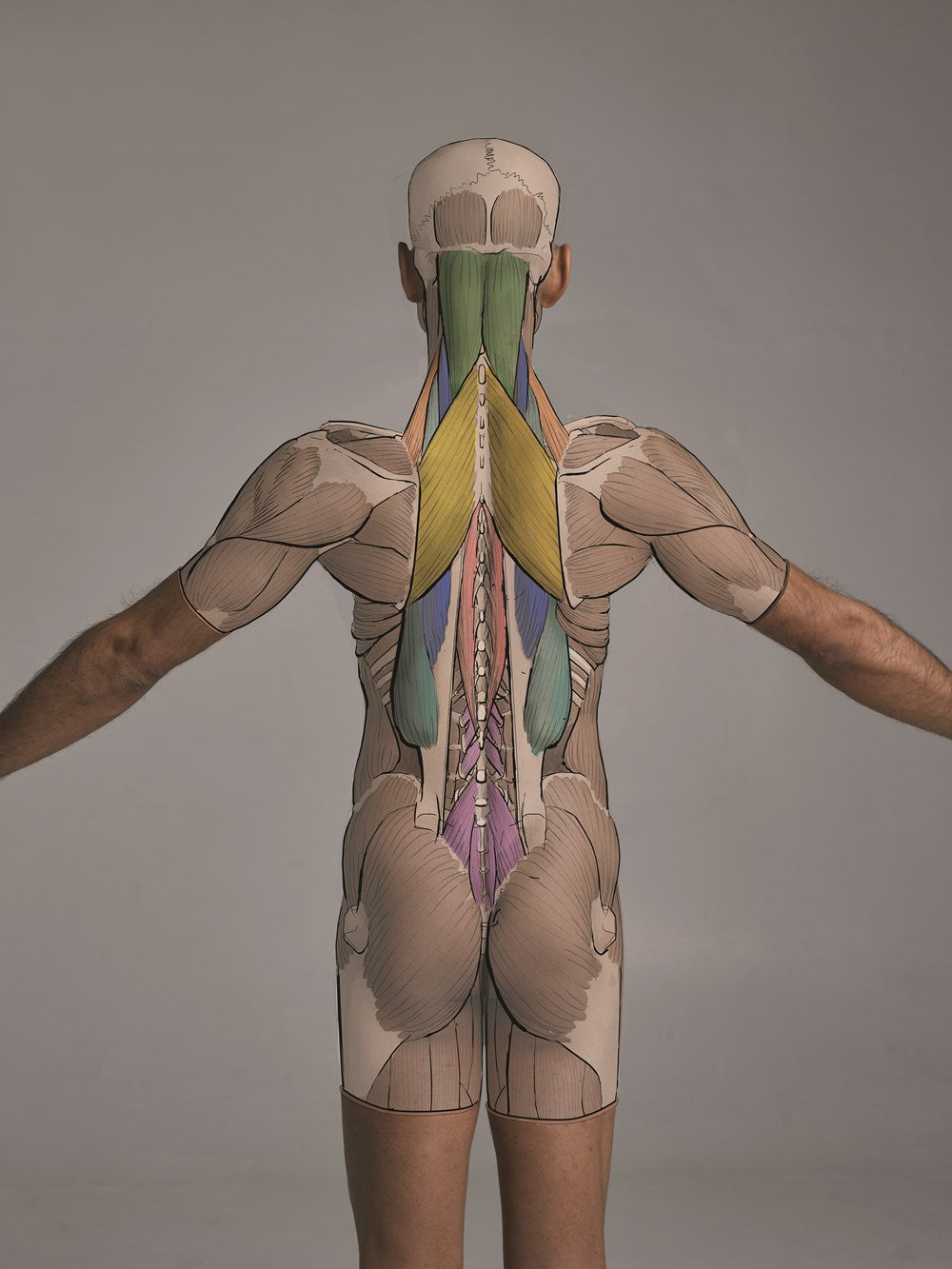 Anatomy for Artists