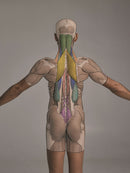 Anatomy for Artists