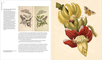 Maria Sibylla Merian