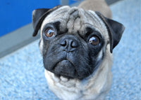 Designer Dogs: An Exposé