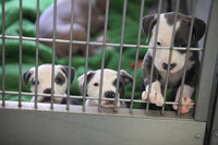 Designer Dogs: An Exposé